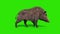 Wild boar green screen walk cycle side loop 3D rendering animation