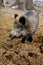 Wild boar on hay litter in winter