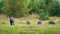 Wild boar herd with sow and three offsprings grazing on meadow in mountains