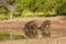 Wild boar herd in a water hole, Chaco Forest, La Pampa province,