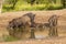 Wild boar herd in a water hole, Chaco Forest, La Pampa province,