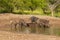 Wild boar herd in a water hole, Chaco Forest, La Pampa province,