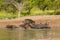 Wild boar herd in a water hole, Chaco Forest, La Pampa province,