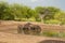 Wild boar herd in a water hole, Chaco Forest, La Pampa province,