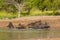 Wild boar herd in a water hole, Chaco Forest, La Pampa province,