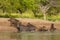 Wild boar herd in a water hole, Chaco Forest, La Pampa province,