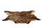 Wild boar isolated pelt