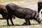 Wild Boar kneeling to feed.