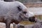 Wild boar looks for food