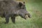 Wild boar, male, foraging for apples