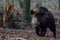 Wild boar male in the forest