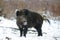 Wild boar male in the forest, winter
