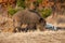 Wild boar mother with piglets feeding on field in spring