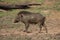 Wild boar after mud bath, Tadoba, Maharashtra, India