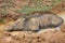 Wild Boar in Mud Pool