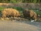 Wild boar near garbage dump