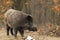 Wild boar with open chap