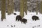 Wild boar pack