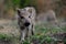 Wild boar piglet in the forest, spring