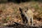 Wild boar piglet in the forest, spring