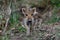 Wild boar piglet in the forest, spring