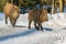 Wild boar piglet rinning in the snow in winter,