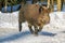 Wild boar piglet rinning in the snow in winter,