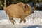 Wild boar piglet running in the snow