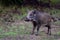 Wild boar piglet stands in summer forest and looks attentively