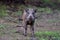 Wild boar piglet stands in summer forest and looks attentively