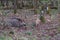 Wild boar and piglets camouflaged in forest