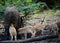 Wild boar piglets deink milk from her mother, spring, germany