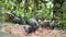 Wild Boar Piglets Digging Ground In Forest Jungle. Thailand. 4K.