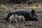 Wild boar piglets drink milk from her mother, spring