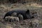 Wild boar piglets drink milk from her mother, spring