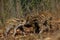 Wild boar piglets playing fight, forest, spring