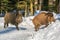 Wild boar piglets rinning in the snow in winter,