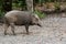 Wild Boar at Pulau Ubin Island