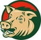 Wild boar or razorback pig hog