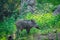 Wild boar roaming in a beautiful green background in a rainy season at Ranthambore National Park, India