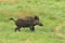 Wild boar running