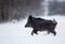 Wild boar running on snow
