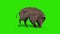 Wild boar is shot green screen side 3D rendering animation