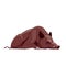 Wild boar sleeping or dead. Cartoon character of an adult mammal animal. A wild forest creature with brown fur. Side