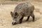 Wild boar sniffing the ground in search of food