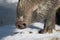 Wild boar snout close up  Sus Scrofa pig