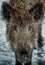 Wild boar in snow looks