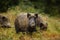 Wild boar sounder in dense undergrowth