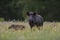 Wild boar sow with piglets