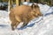 Wild boar standing in the snow in winter,